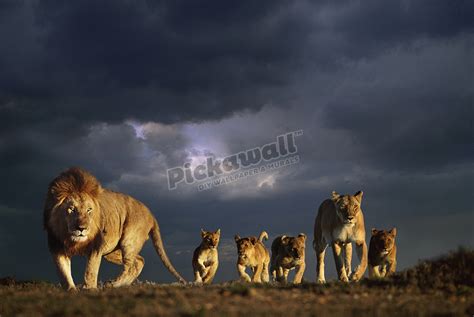 Lion family - Pickawall