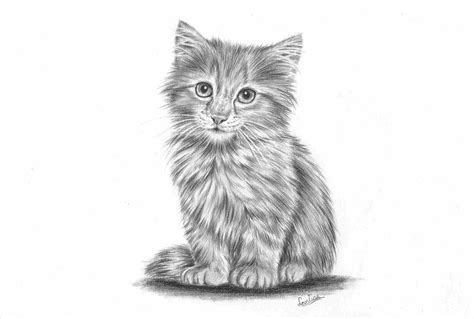 Realistic Cat Drawing at PaintingValley.com | Explore collection of Realistic Cat Drawing