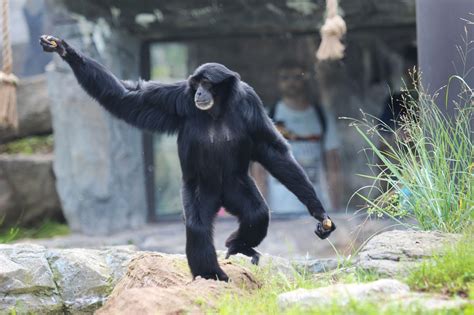 During the eclipse, Rosamond Gifford Zoo visitors may get a glimpse of animals’ nighttime ...