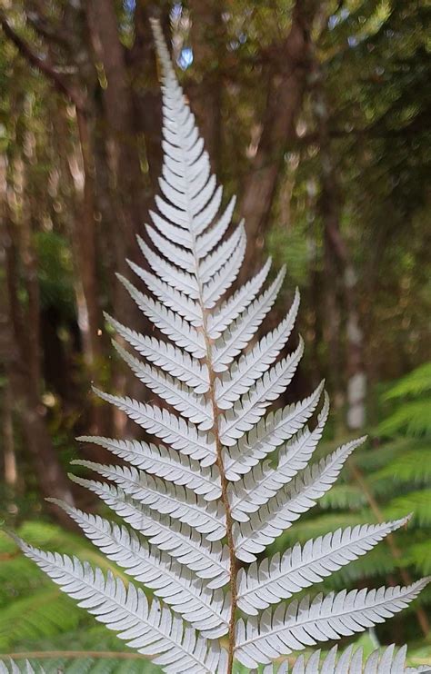 Tree Ferns ponga of the tangihua forest