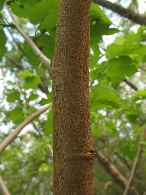 Mulberry Tree Bark Identification