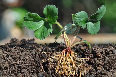 20 Interesting Facts About Plant Roots - Facts.net