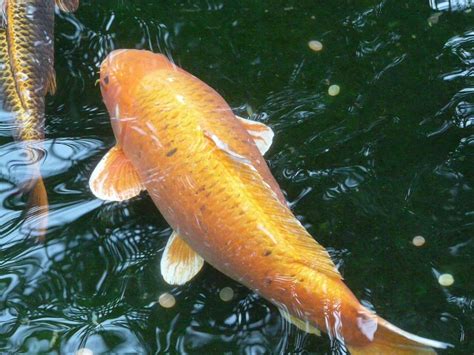 Worlds Biggest Koi Fish — Koi Story