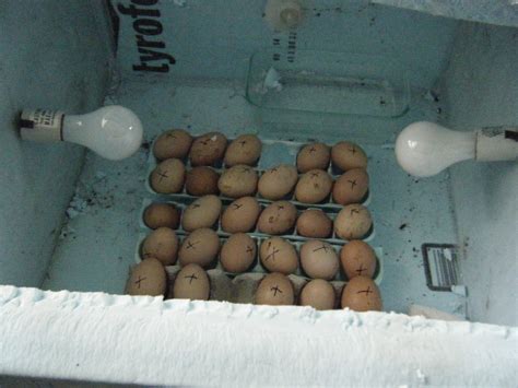 How To Make A Simple Homemade Incubator For Quail Eggs - Homemade Ftempo