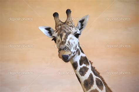 Funny giraffe shows tongue. Stock Photo by ©yykkaa 45315315