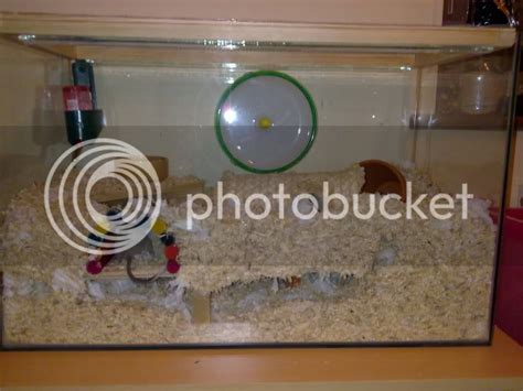 Gerbil Housing Pictures | The Gerbil Forum