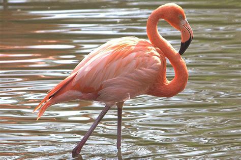 American Flamingo - Phoenicopterus ruber