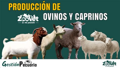 Producción de Ovinos y Caprinos 【Información Completa