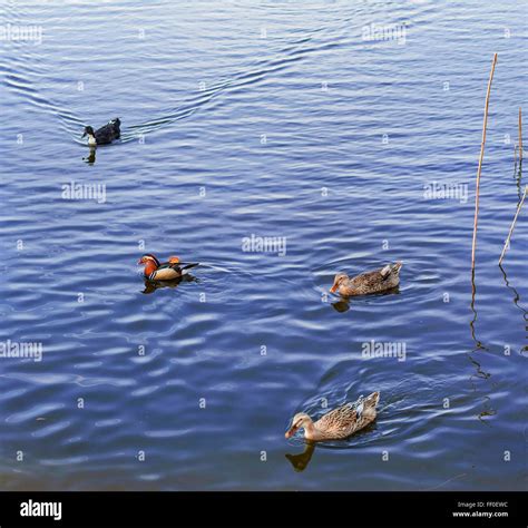 Different species of waterfowl birds, including ducks ,Mandarin duck ...