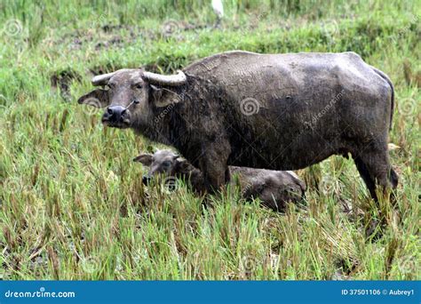 Carabao (Bubalus Bubalis Carabanesis) Royalty Free Stock Image - Image ...