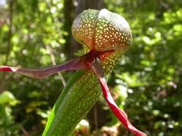 The Nature Playground: Captivating Carnivorous Plants