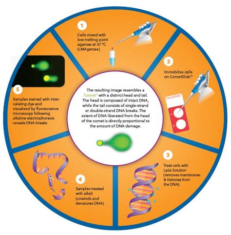 CometAssay Assay Principle: R&D Systems