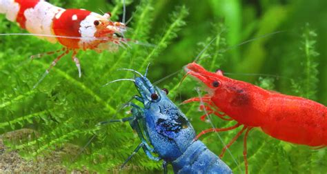 Neocaridina Shrimp: Care, Water Parameters, Color, & More - The Shrimp Farm