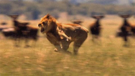 Running GIF - Find & Share on GIPHY