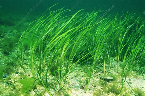 Eel Grass - Stock Image - B312/0080 - Science Photo Library