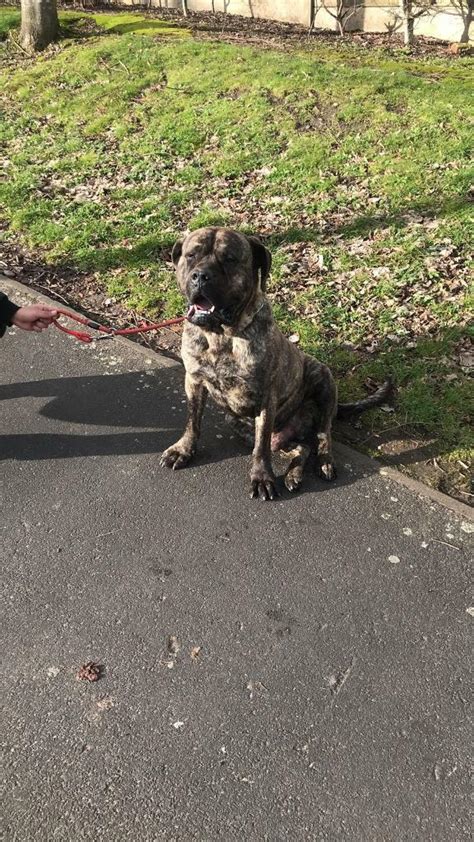 Presa Canario 2 years old Brindle Male Dog | in Ward End, West Midlands | Gumtree