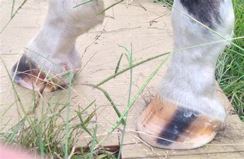 What Am I Doing Wrong With These Feet? | The Horse Forum