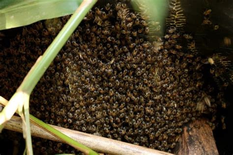 What to Do After Catching a Swarm of Bees – Beekeeping 101