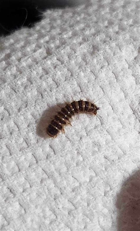 Carpet Beetle or Larder Beetle larvae ? (East Coast , Canada) : r ...