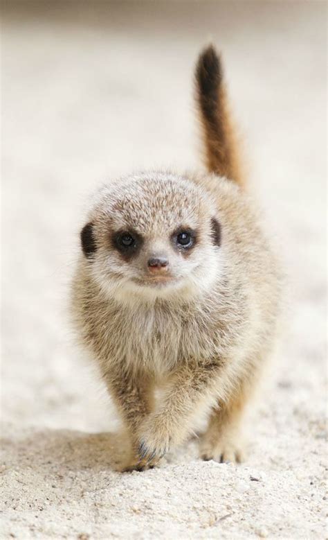 Meerkat | Cute baby animals, Cute animals, Meerkat