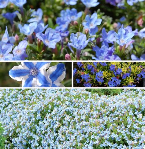 Lithodora 'Multiple Varieties' Lithodora | Garden Center Marketing