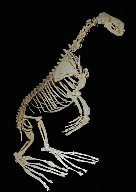 The unexpectedly odd skeleton of a seal : r/interestingasfuck