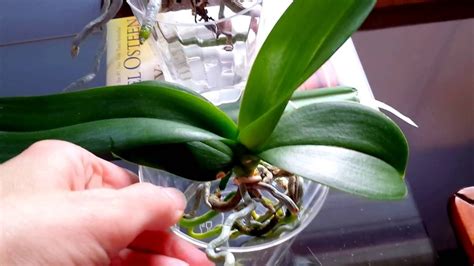 Beginner's tips on full water culture method for orchids. - YouTube