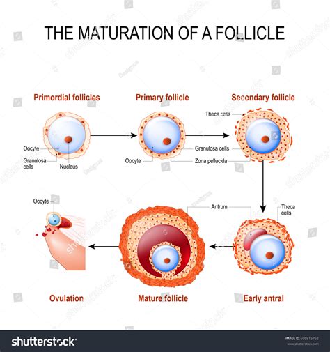 Maturation Follicle Diagram Folliculogenesis Stock Illustration 695815762 | Shutterstock