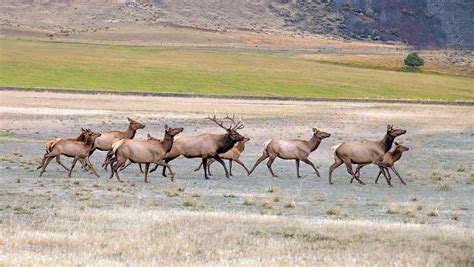 Wyoming Elk Herds Balloon Because They Know Where To Hide Out | Cowboy ...