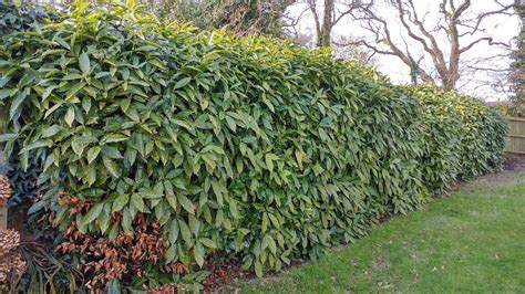 How to get rid of spotted laurel hedge? — BBC Gardeners' World Magazine