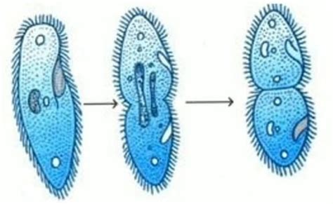 Binary Fission: A Complete Overview – Microscope Clarity