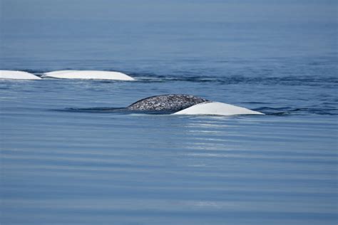 Beluga Whales Adopt Lost Narwhal As One Of Their Own - The Dodo