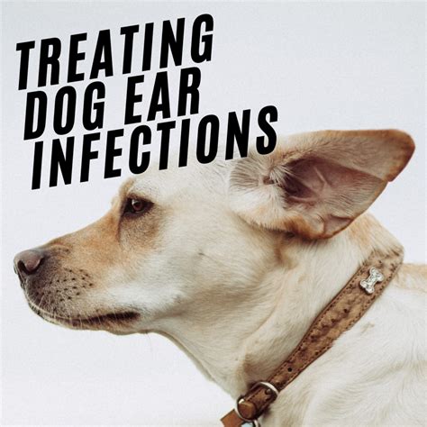 Dog Ear Infections: Signs and Causes, Remedies, and How to Clean Dog Ears | PetHelpful