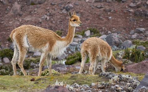 Andes – POLYLEPIS TOURS