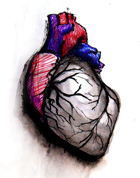 Corazon Real Dibujo Heart Anatomy Corazones Disenos D - vrogue.co