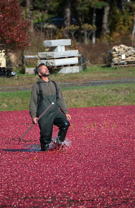 Carol's View Of New England: Cranberry Bog Harvesting