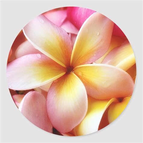 Plumeria Frangipani Hawaii Flower Customized Blank Classic Round ...