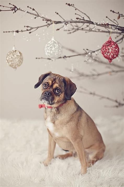 bernie2webb | Christmas photoshoot, Pet christmas pictures, Christmas pet photos