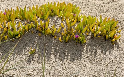 Are halophytes the crop of the future? | Aeon Essays