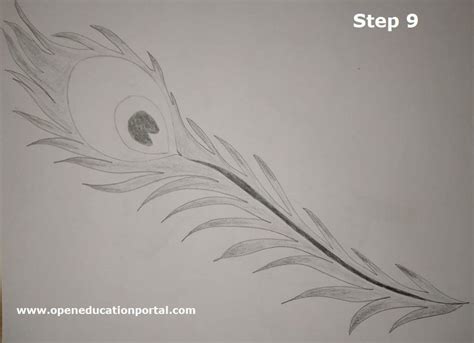 Simple Peacock Feather Sketch