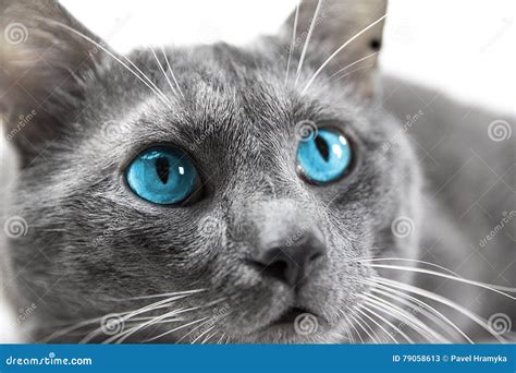 visitar factor víctima gato gris ojos azules Mes Garantizar Transparente