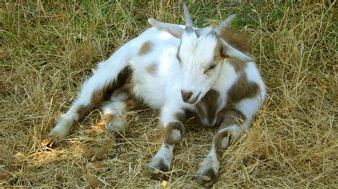 Best of Fainting Goats | Funny Goat Videos