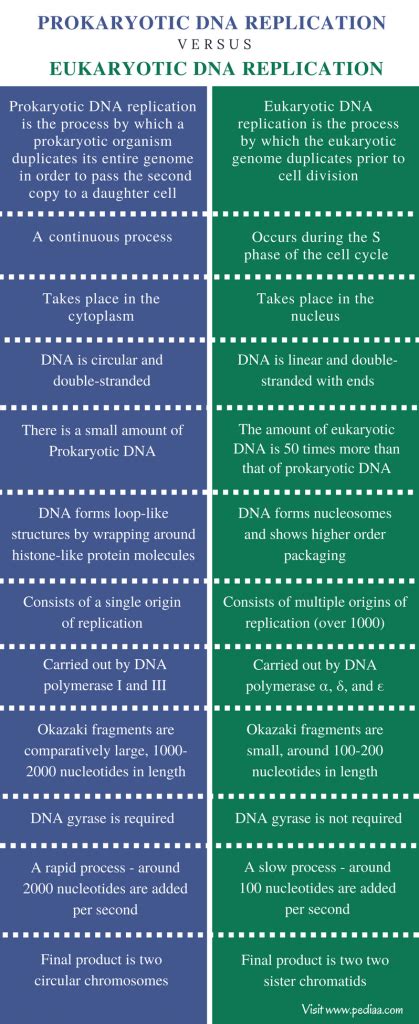 Difference Between Prokaryotic and Eukaryotic DNA Replication ...