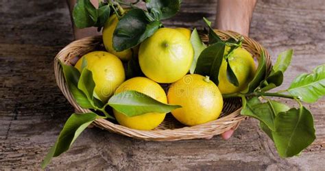 Basket Full of Bergamot Orange Tree on the Table Stock Photo - Image of ...