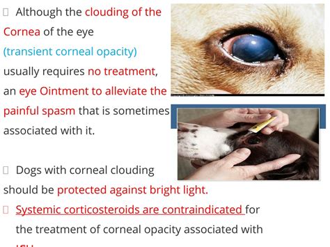 What Causes Infectious Canine Hepatitis