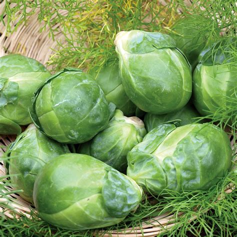 Brussels Sprout 'Long Island’ - The Diggers Club