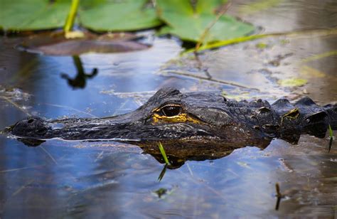 Everglades National Park, Wildlife Tourism in Florida - Traveldigg.com