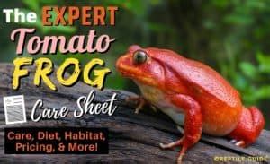 Tomato Frog Care Sheet: Diet, Habitat, & More Tips for New Owners