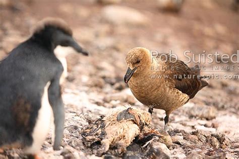 South Polar Skua (Catharacta maccormicki) scavenging dead penguin in ...