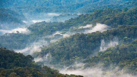 Bing HD Wallpaper 21 Mar 2024: International Day of Forests - Bing Wallpaper Gallery